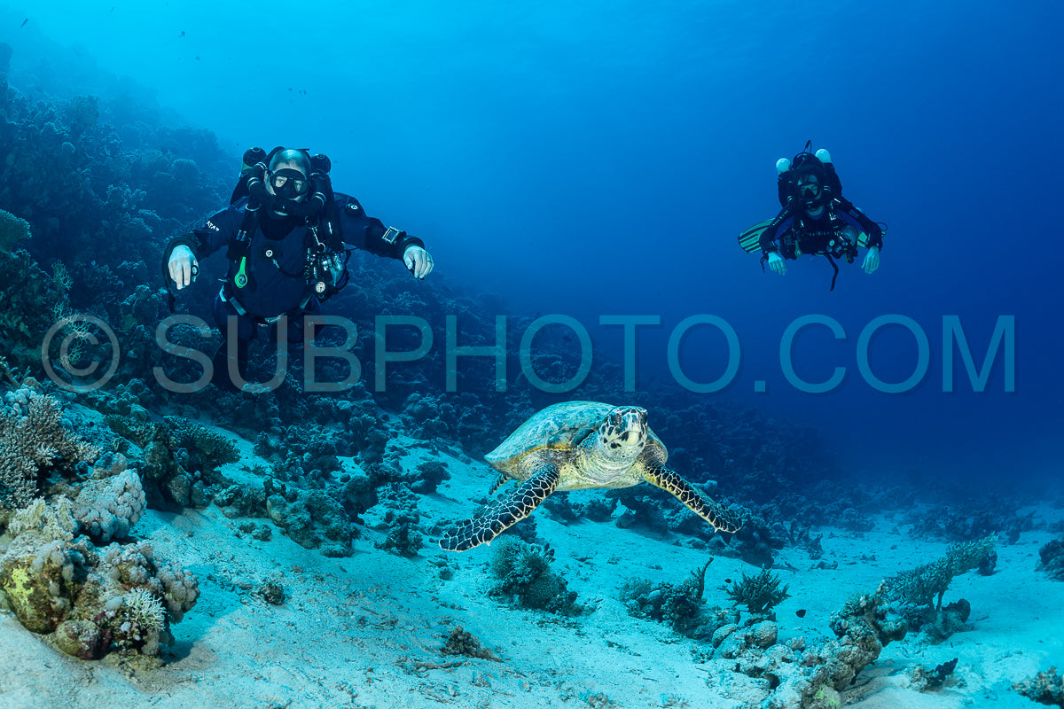 Two divers in scuba gear- using rebreathers- swims through the Red Sea. They are surrounded by coral and a sea turtle swims nearby.