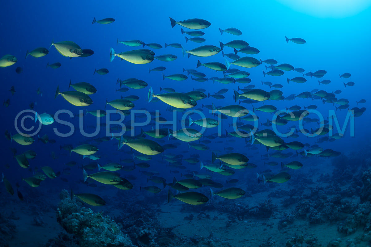 A school of fish- possibly fusiliers- swim in a large group over a coral reef in the Red Sea. The water is clear and blue- and the fish are visible against the bright blue background.