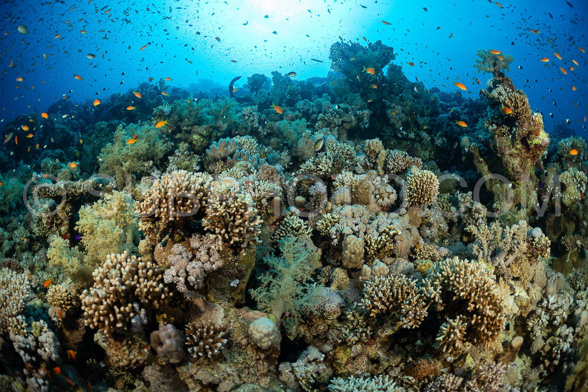 A diverse ecosystem of coral reefs with abundant colorful fish swimming in the clear blue water of the Red Sea.