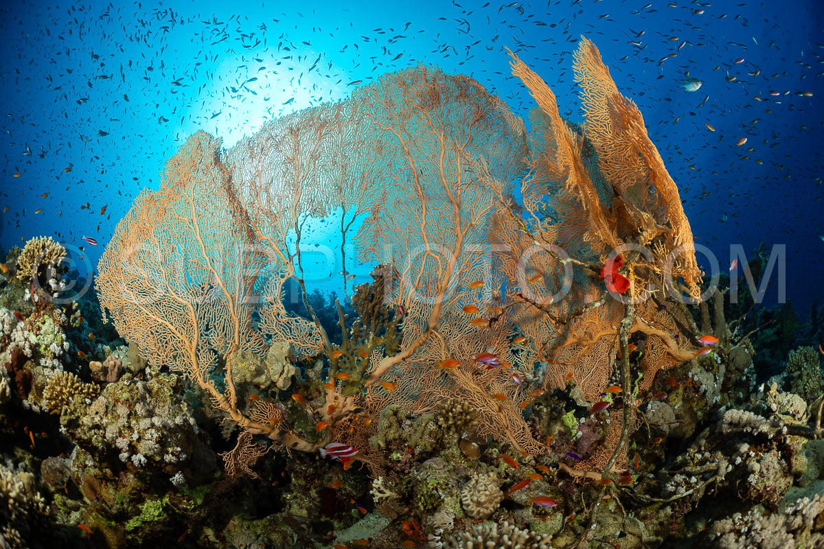 A large- fan-shaped gorgonian coral stands tall on the reef floor- its branches intricately woven. Small fish swim through the coral- creating a vibrant underwater scene.
