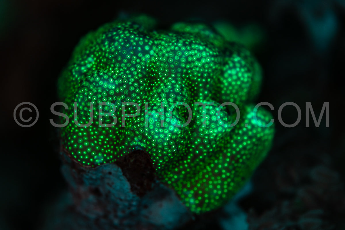 A close-up shot of coral in the Red Sea illuminated by UV light- causing it to glow a vibrant green.