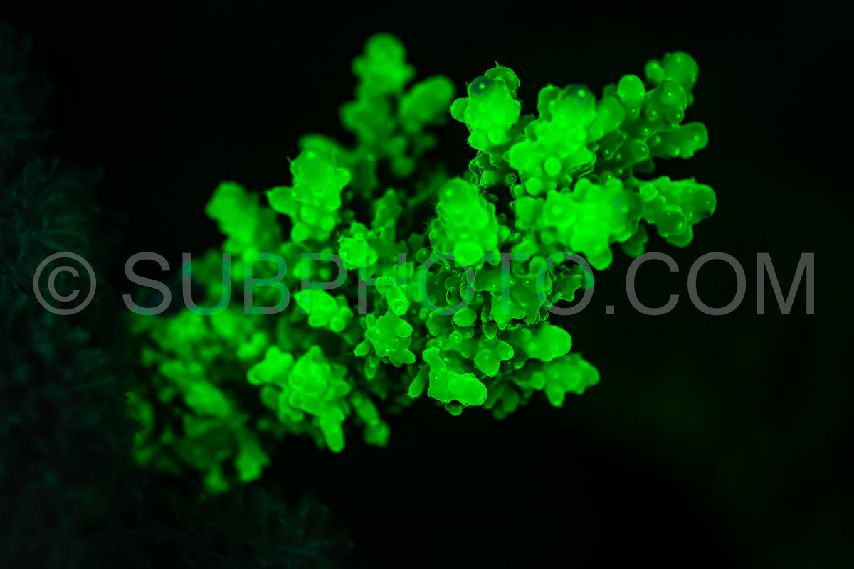 Close-up of coral in the Red Sea illuminated by ultraviolet light- causing it to glow bright green.