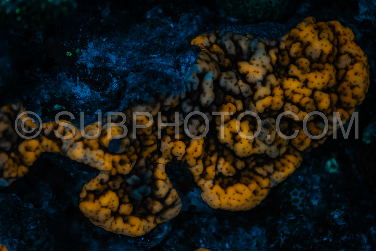 A close-up of coral in the Red Sea- glowing yellow and orange under UV light.