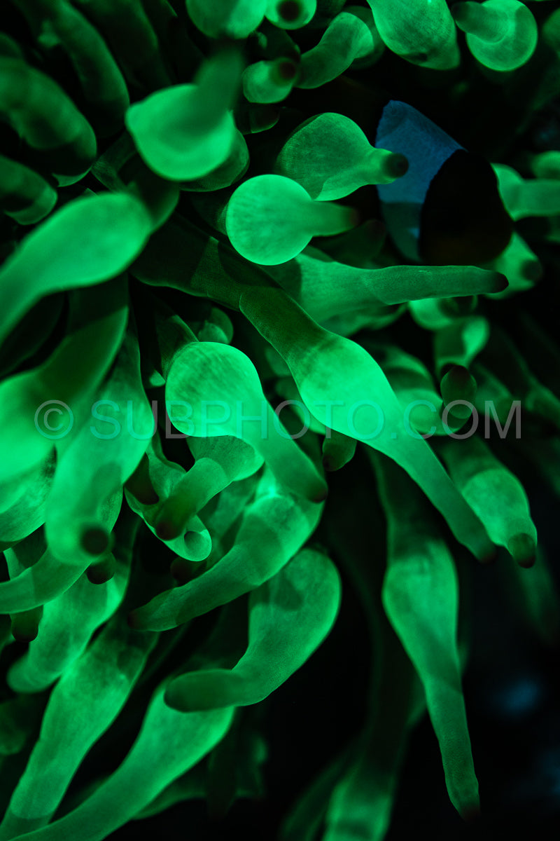 Close-up of coral illuminated with UV light- showing the vibrant green fluorescence of the polyps.