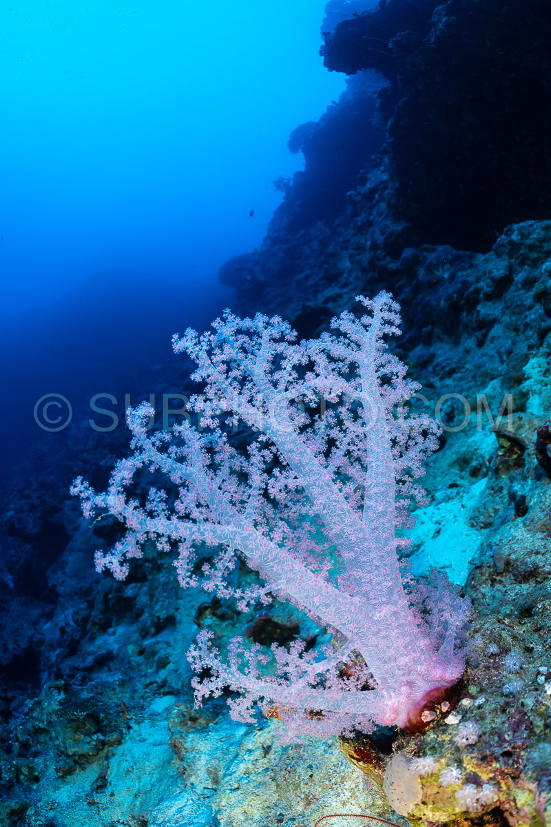 A soft coral- with many branches and a pale pink color- grows on the wall of a reef in the Red Sea.