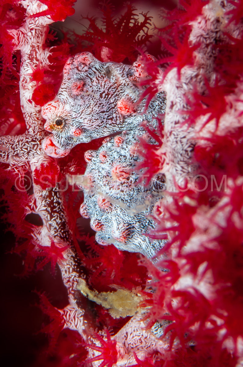 Photo de hippocampe pygmée rouge sur corail mou - barbiganti