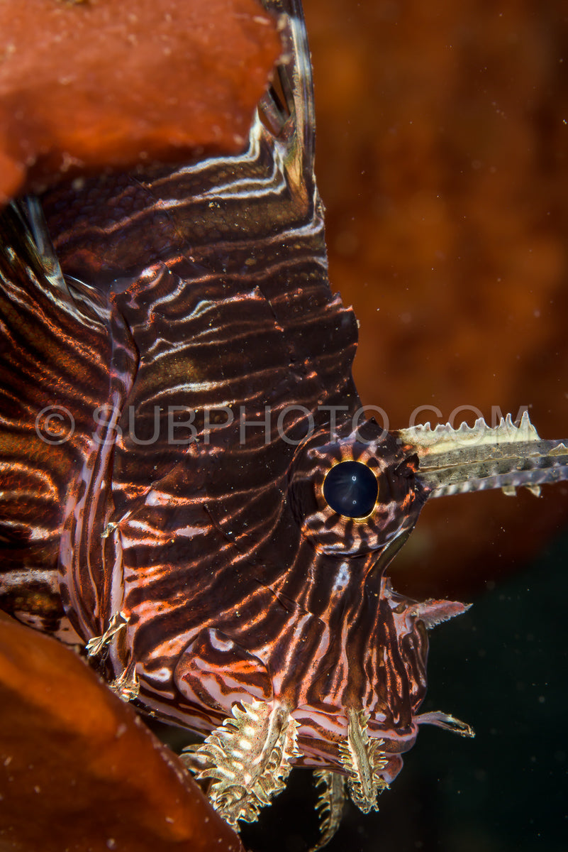 Photo de poisson-lion rouge