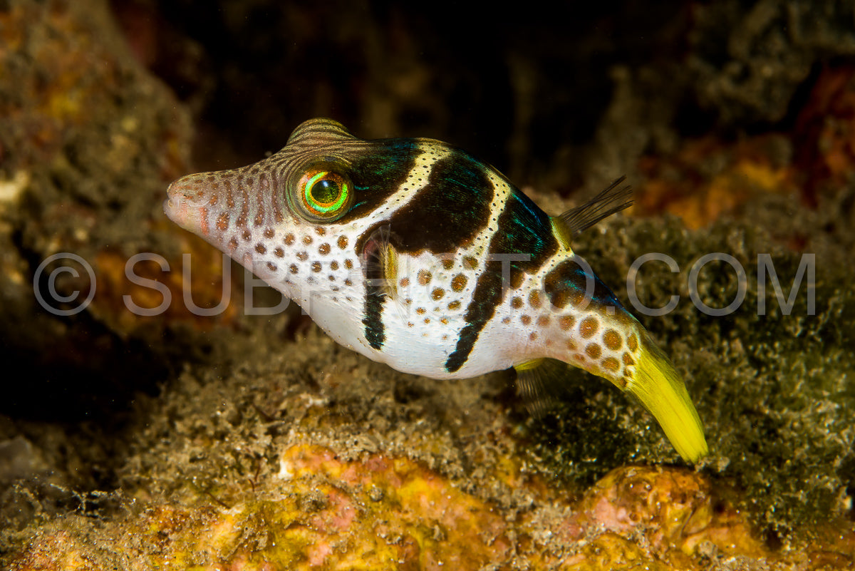 Photo de poisson toby à ventre noir