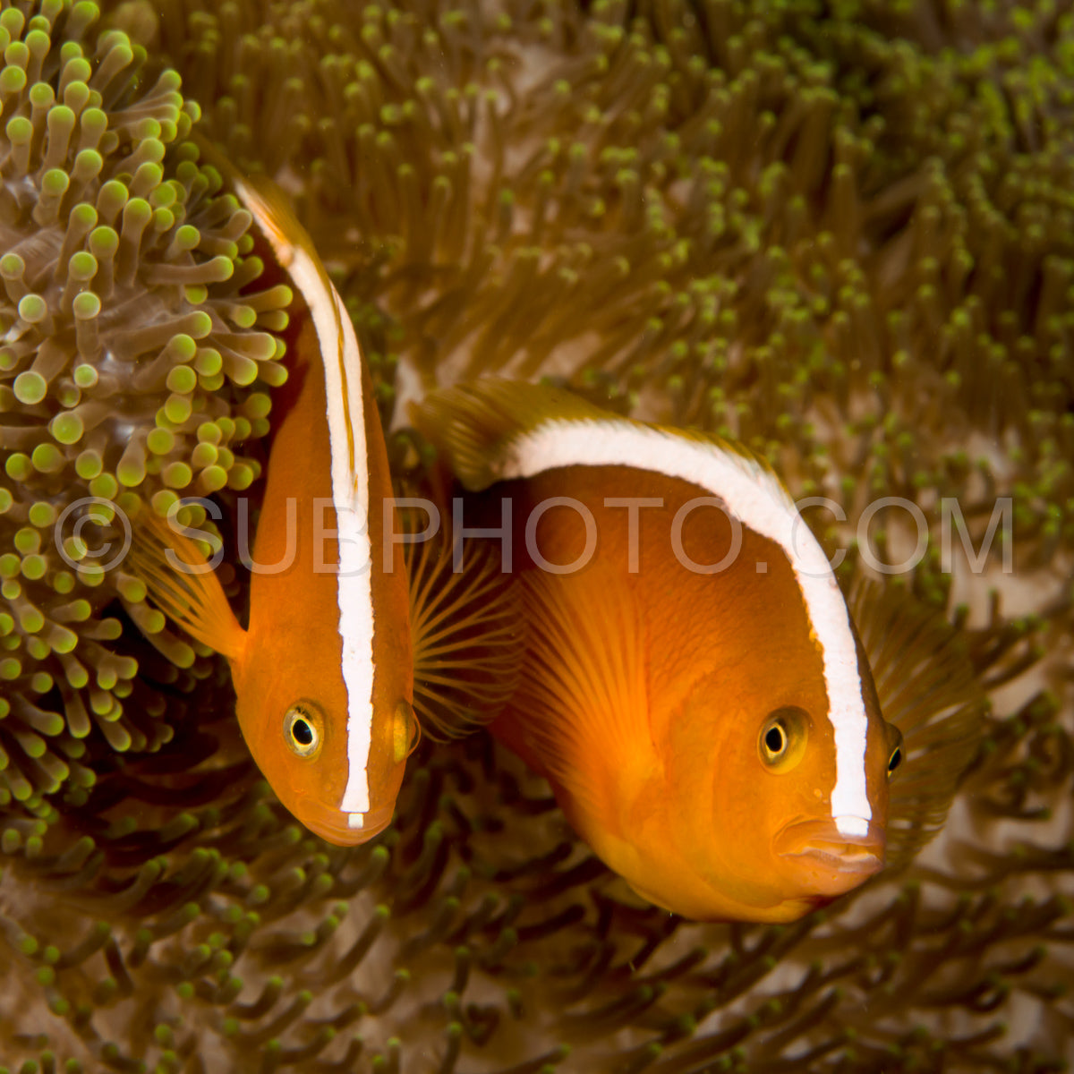 Photo de poisson anémone orange