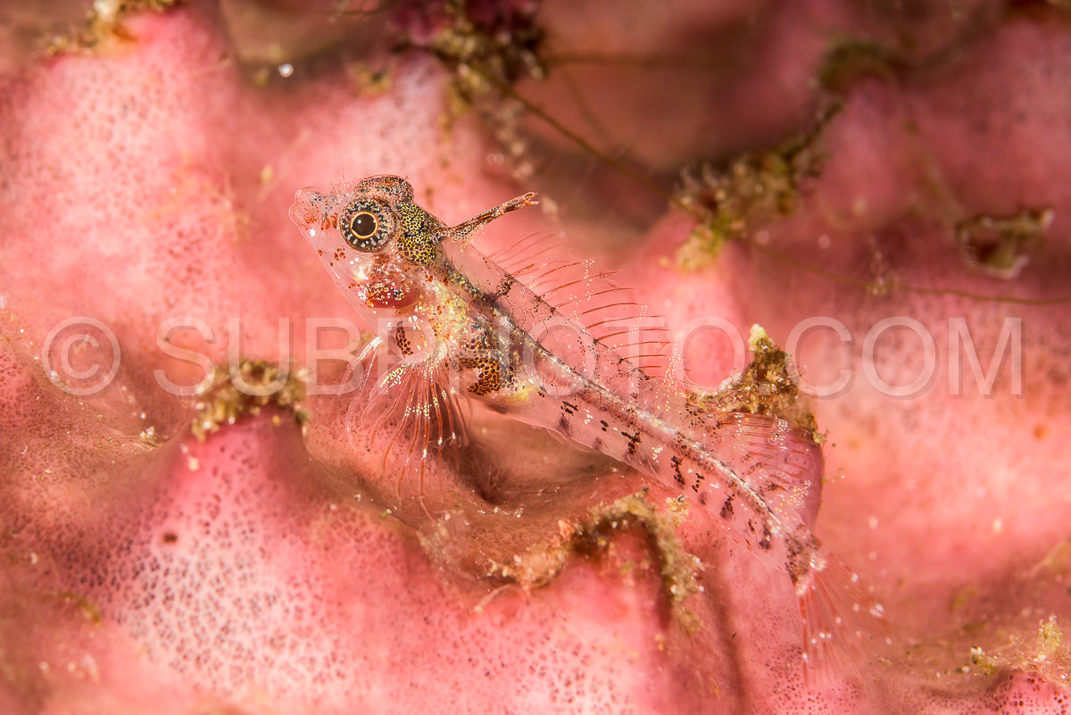 Photo de poisson gobie non identifié