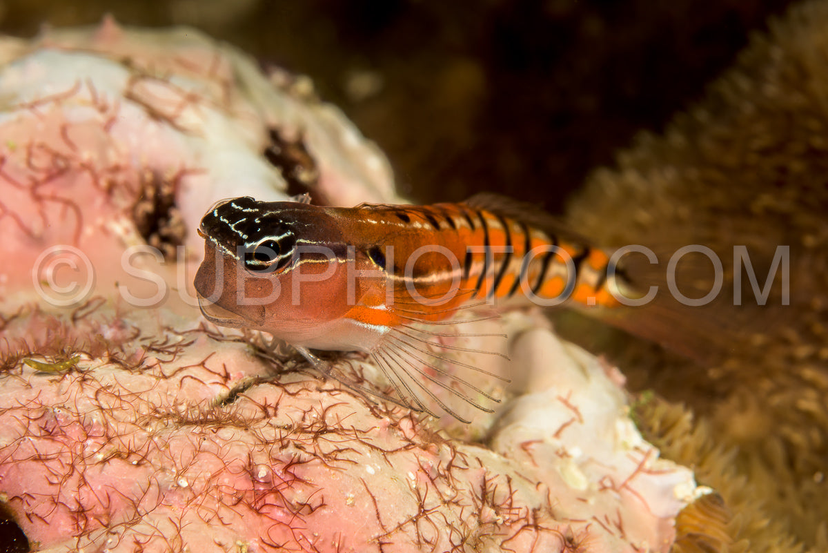 Photo de poisson clown corailblenny