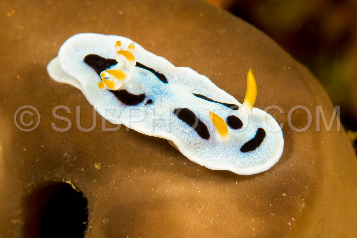 Photo de doris nudibranche limace de mer