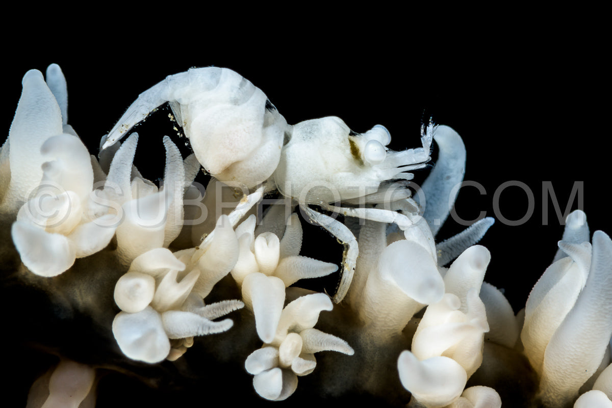 anker's whip coral shrimp