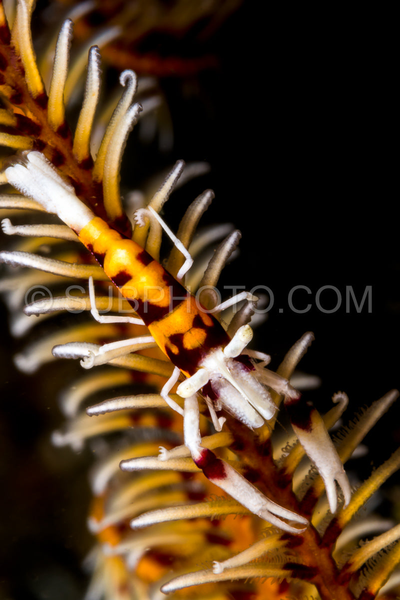 Photo de crevette crinoïde orange