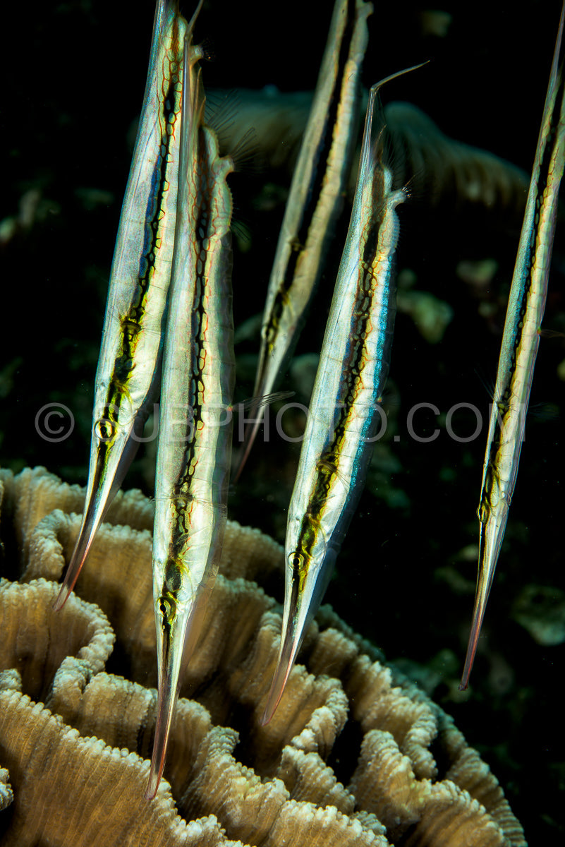 Photo de banc de crevettes articulées