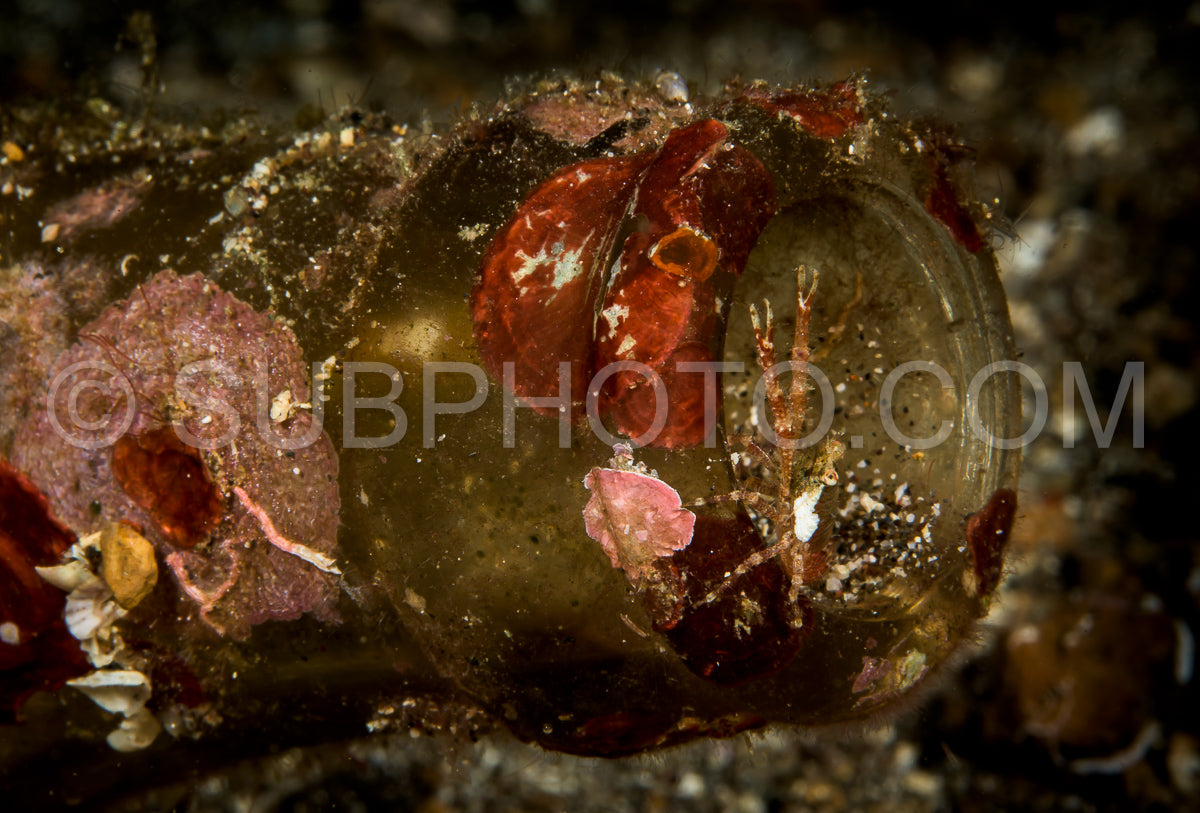 Photo de petit homard trapu sur le bord d'une bouteille en verre