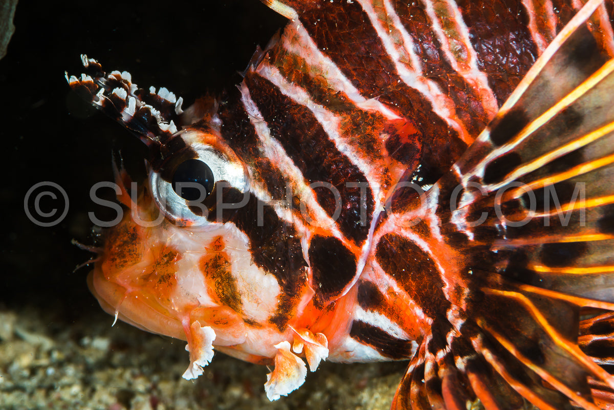 Photo de tête de poisson-lion tacheté gros plan