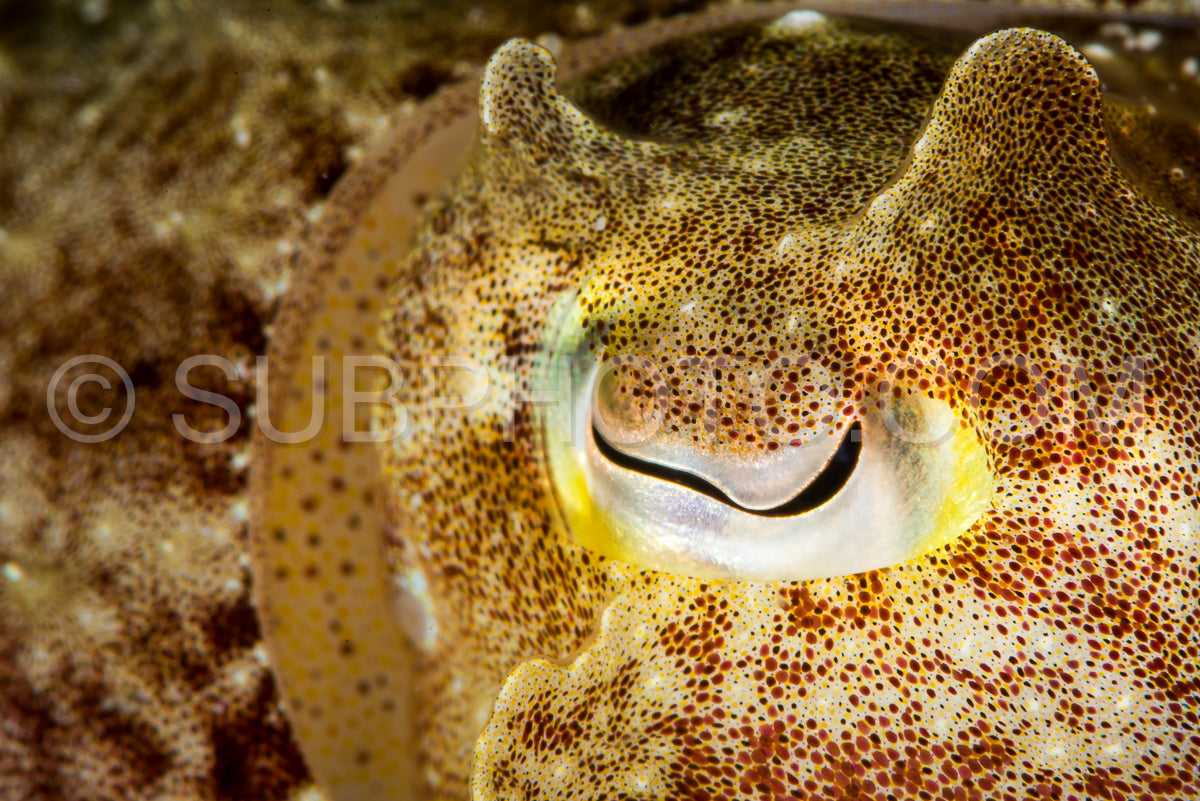Photo de gros plan de l'oeil d'une seiche à gros nez