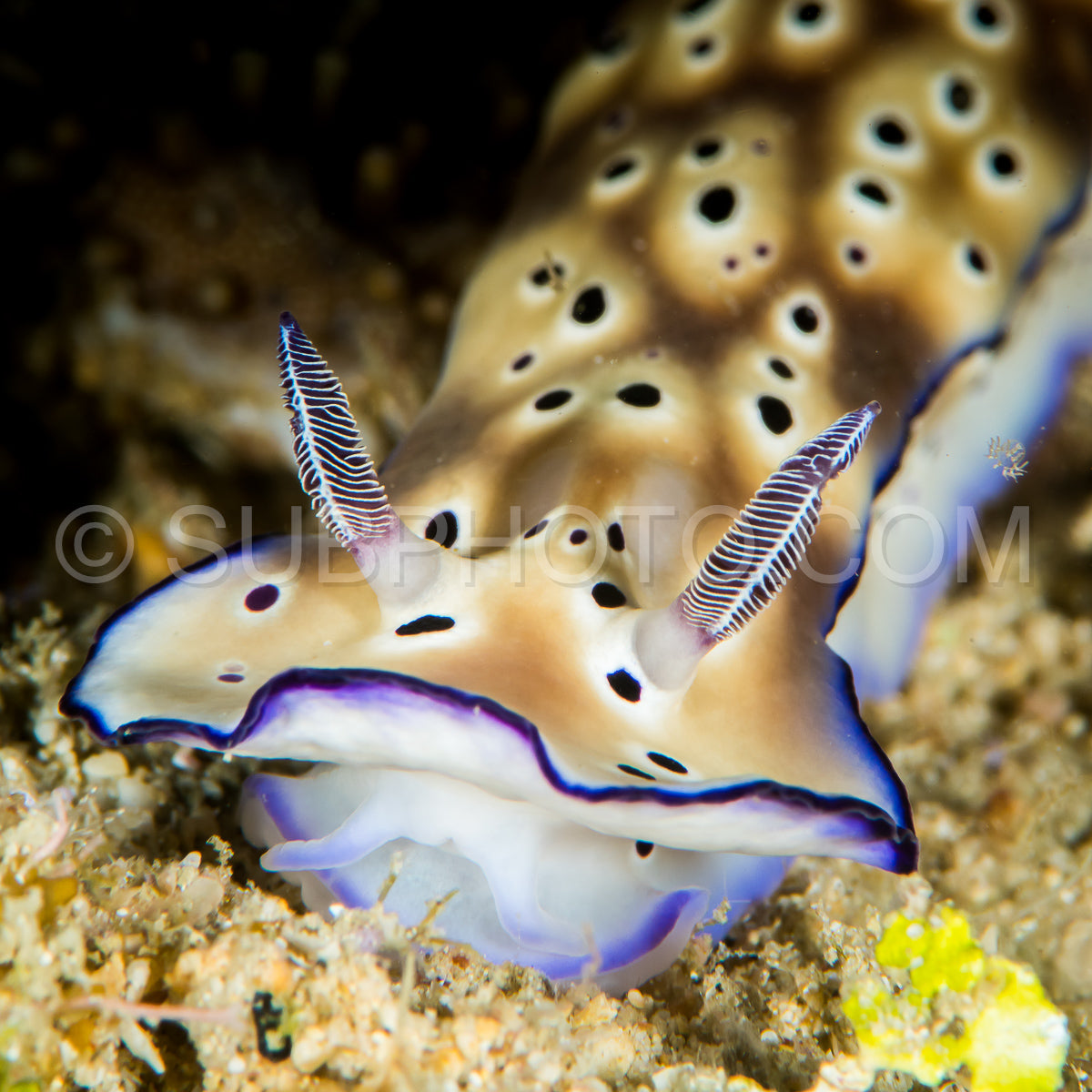 Photo de nudibranche hypselodoris tryoni