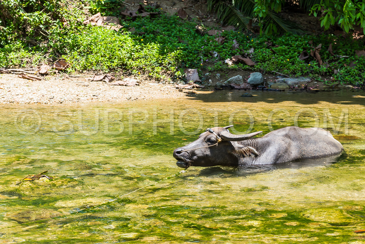 domestic water buffalo in Mindoro- Philippines