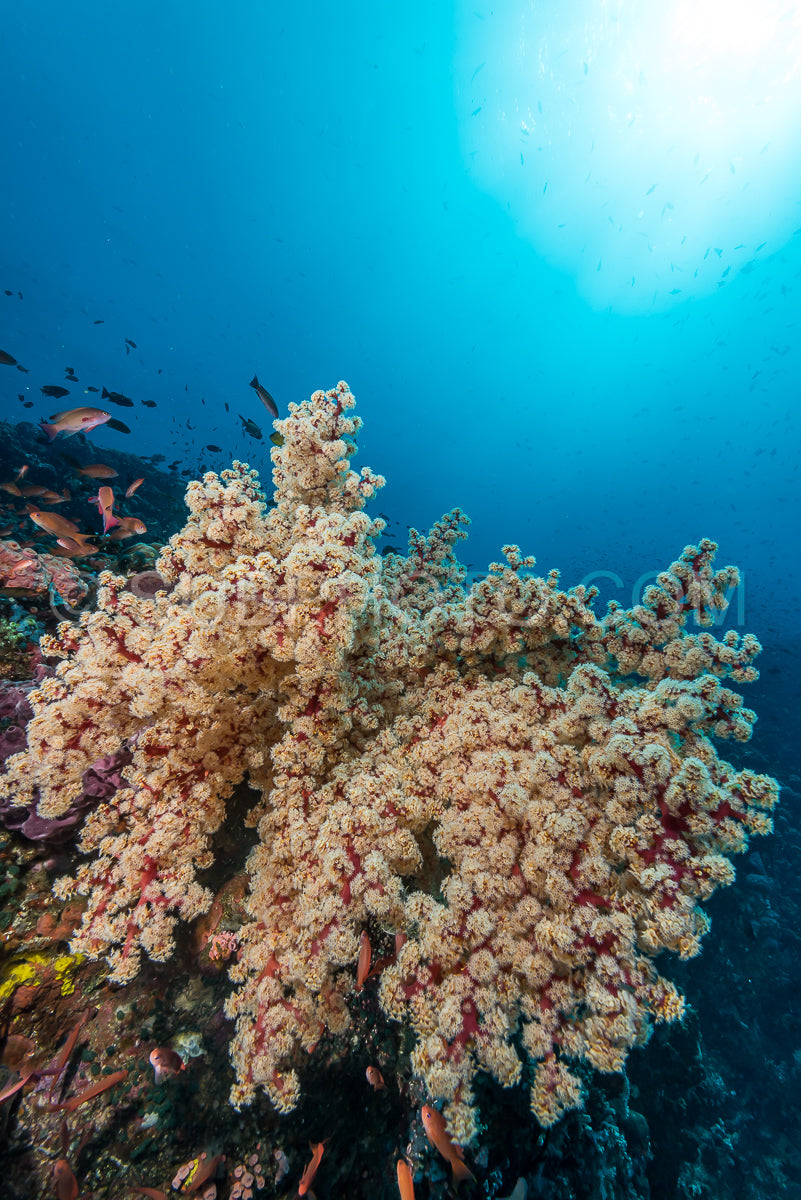Photo de corail mou sur un récif tropical