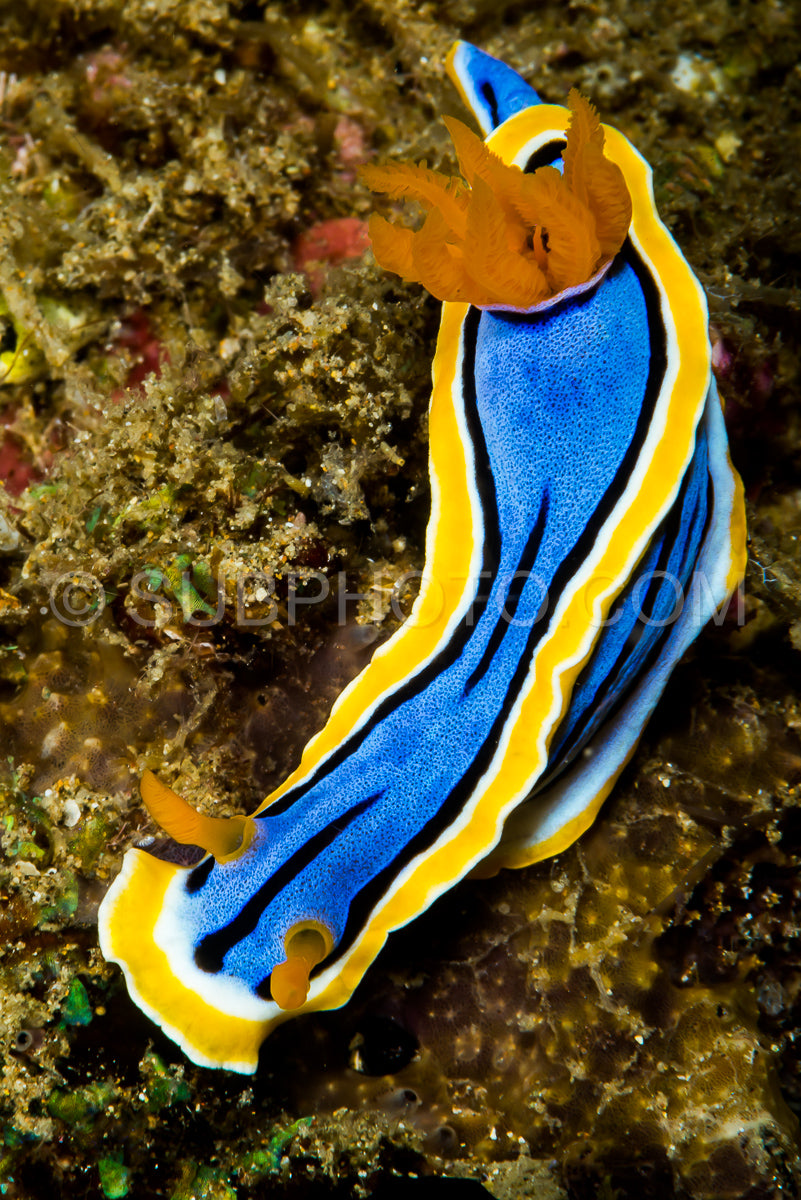 Photo de nudibranche chromodoris annae Bergh
