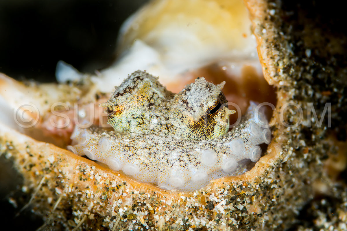 Photo de poulpe à noix de coco dans sa coquille protectrice sur un fond sablonneux