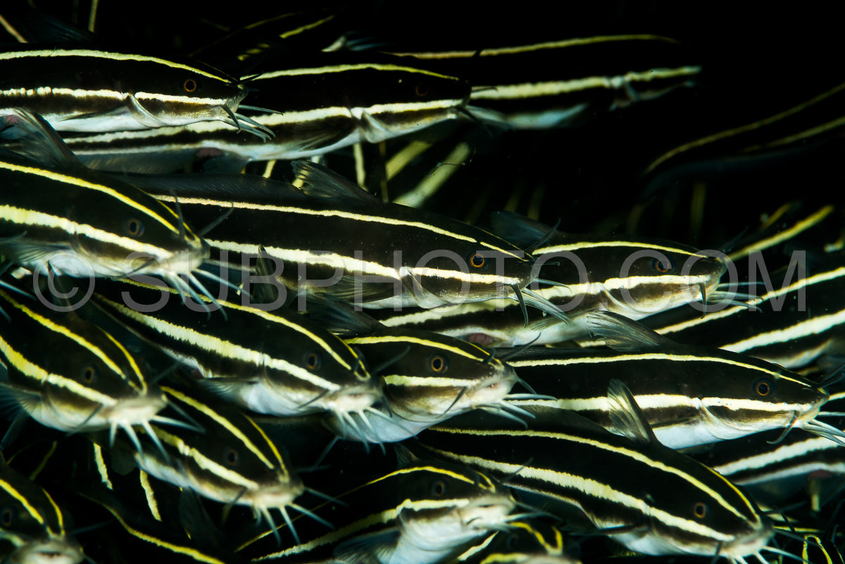 Photo de la scolarisation de juvéniles de poisson-chat corail ou de poisson-chat anguille rayée ou de poisson-chat d'eau salée
