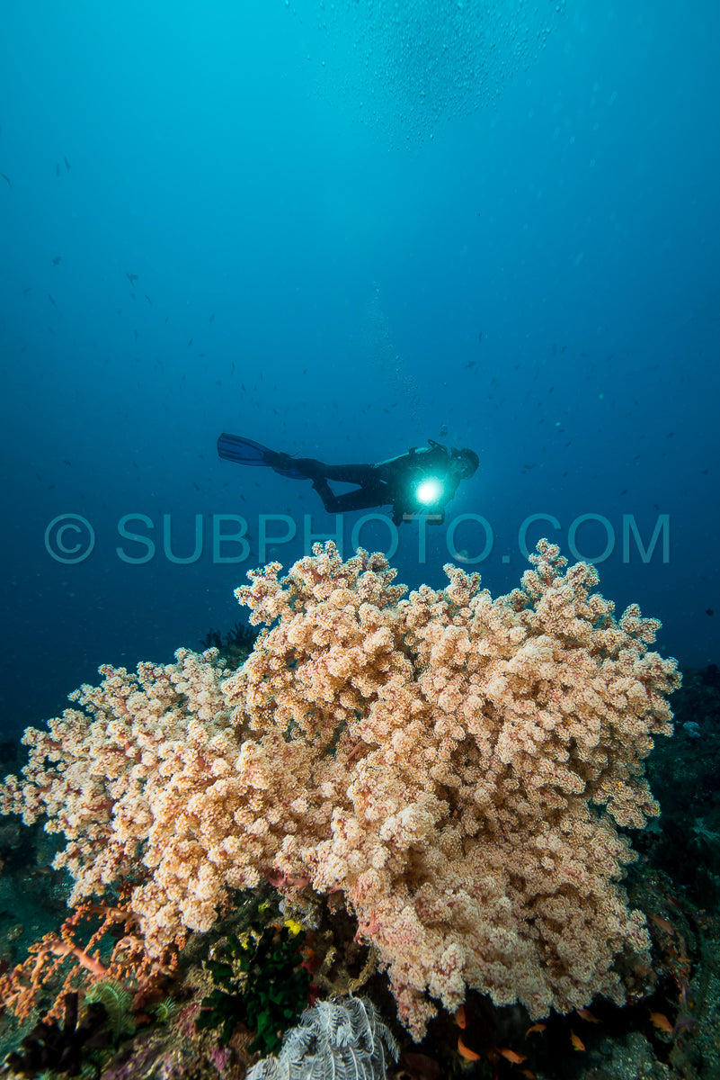 Photo de femme faisant de la plongée sous-marine sur du corail mou dans un récif tropical