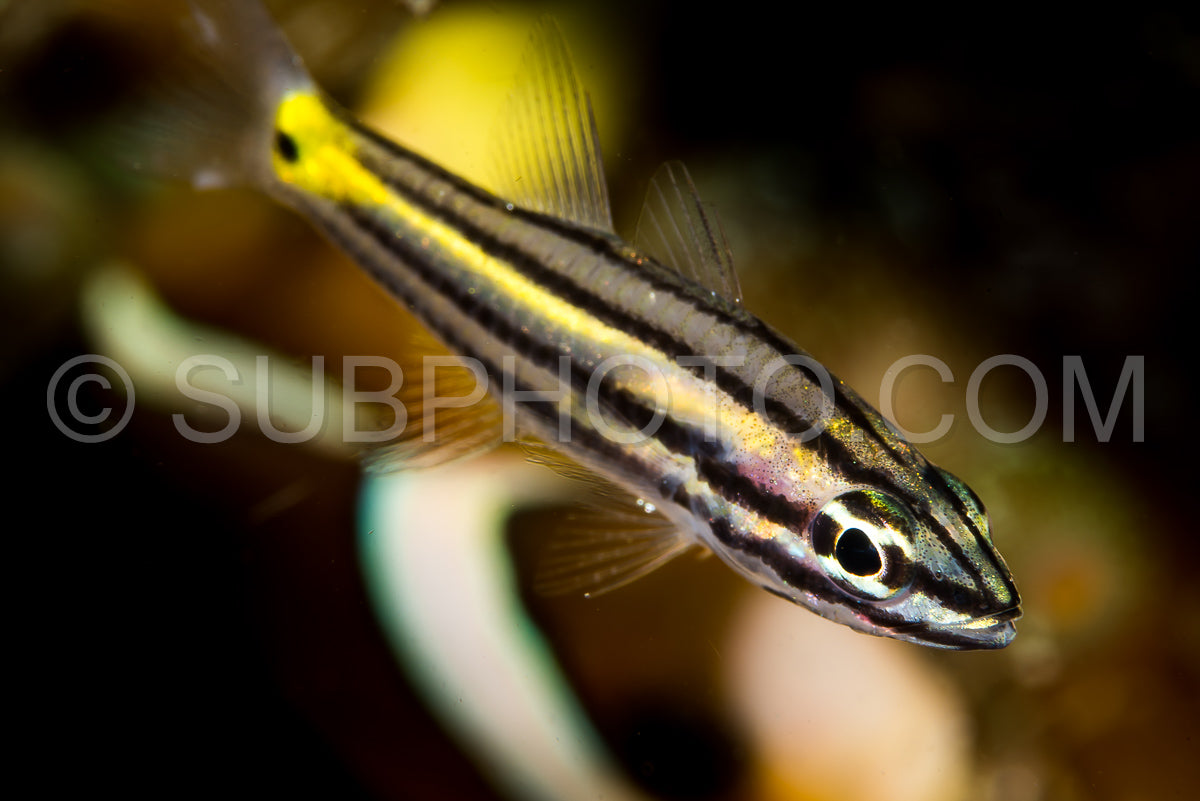 Photo de poisson cardinal à cinq lignes poisson