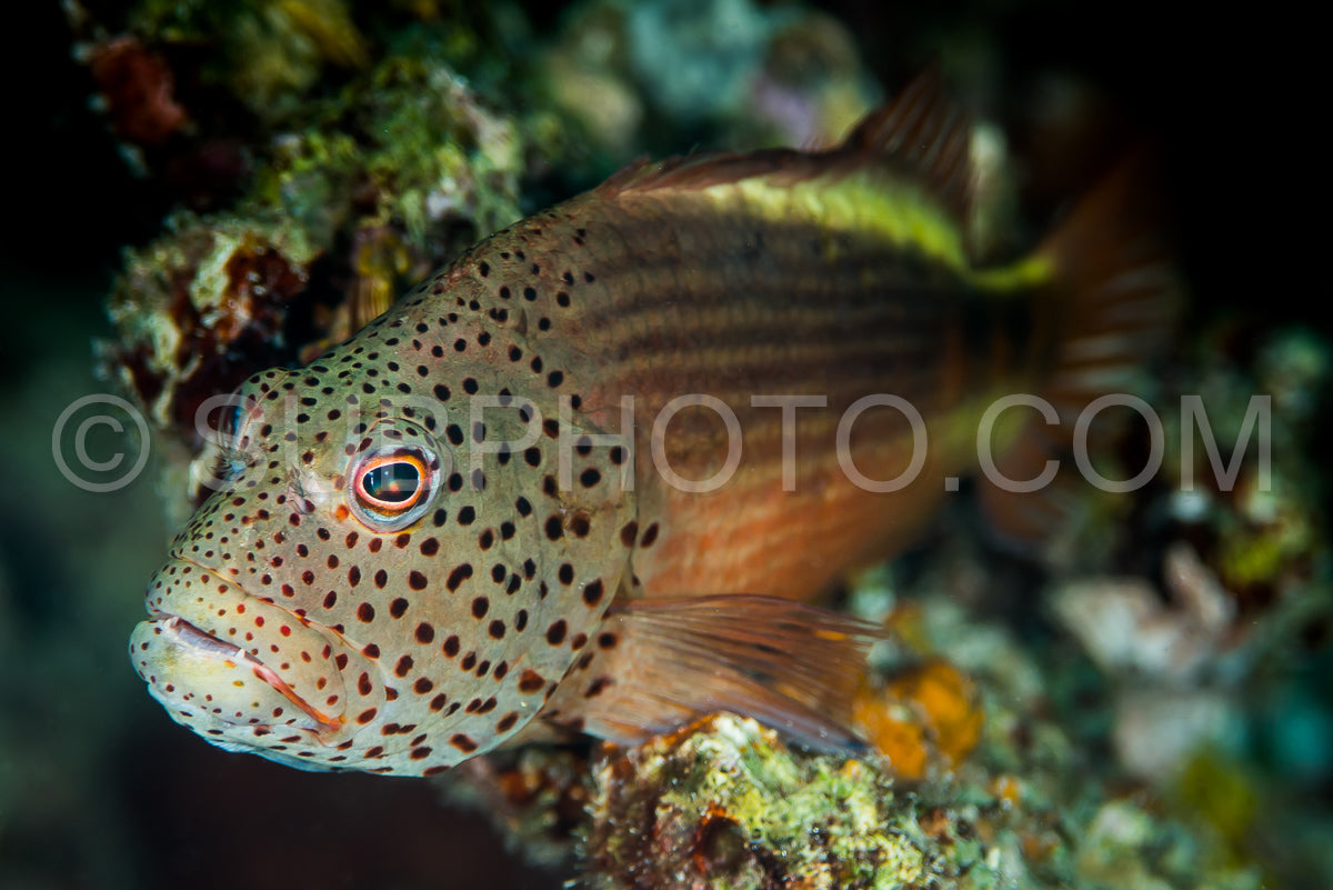 Photo de Poisson-épervier tacheté sur un récif corallien