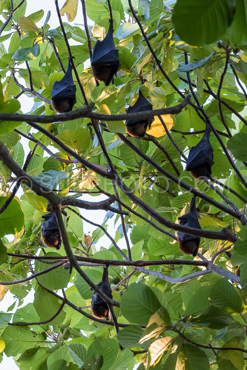 Photo de Chauve-souris frugivore accrochée à l'envers à un palmier sur l'île de Maratua - Kalimantan - Bornéo (Indonésie)