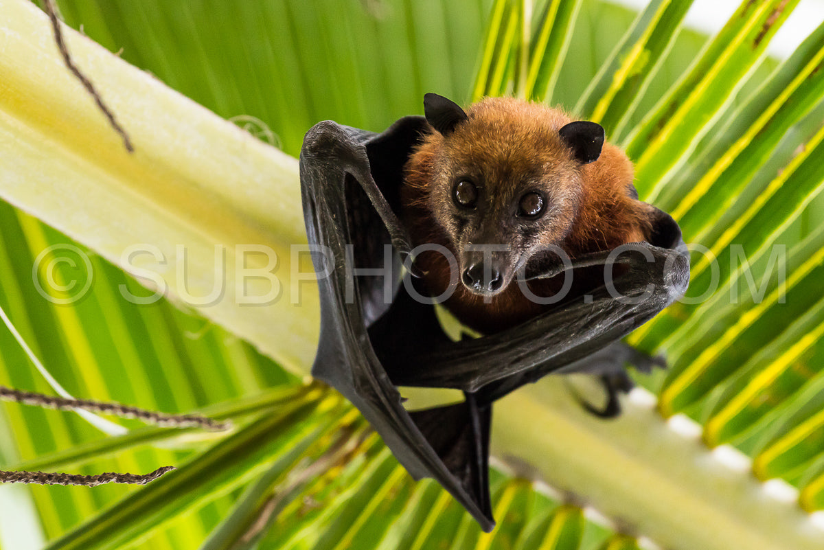 Photo de Chauve-souris frugivore accrochée à l'envers à un palmier sur l'île de Maratua - Kalimantan - Bornéo (Indonésie)
