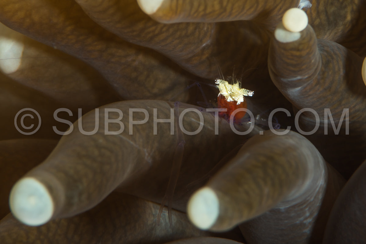 Photo de crevette corail champignon