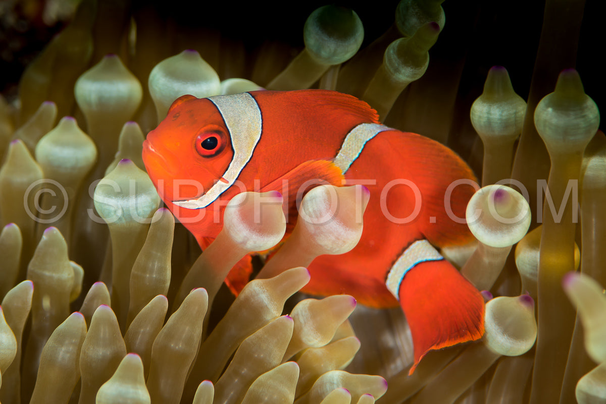 Photo de poisson-anémone à joues épineuses - poisson-clown