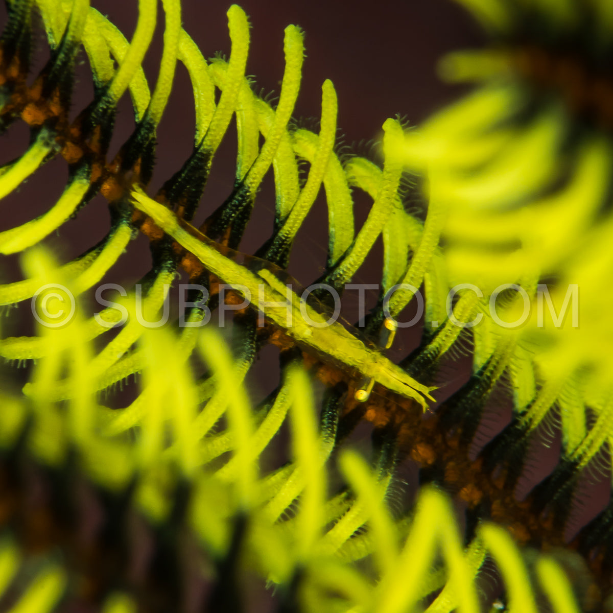 twin stripe crinoid shrimp