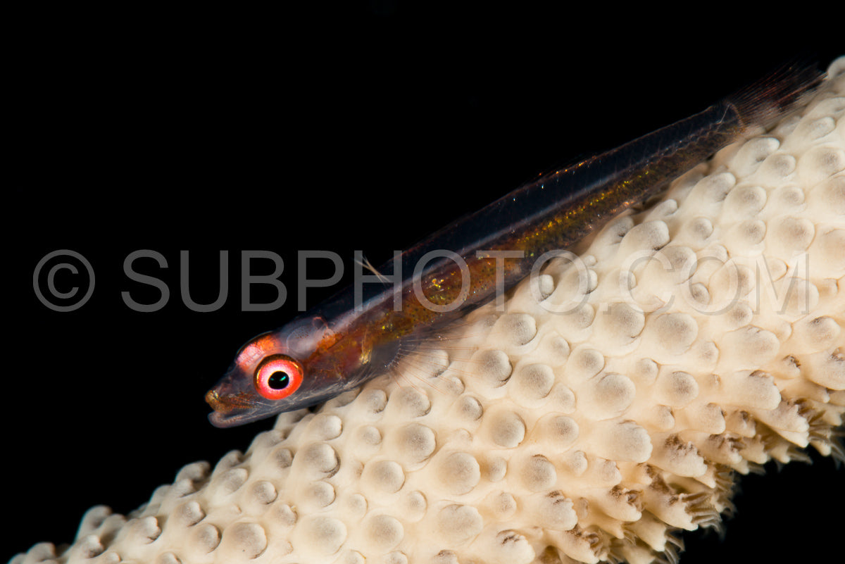 Photo de gobie corail à fil
