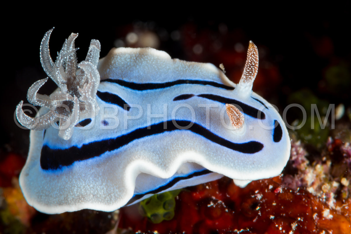 Photo de nudibranche chromodoris willani Rudman