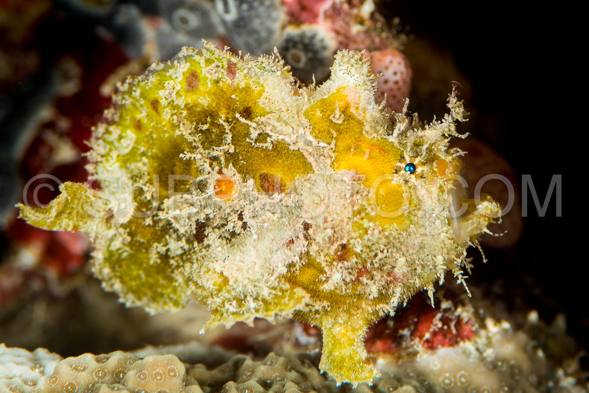 Photo de grenouille de mer juvénile
