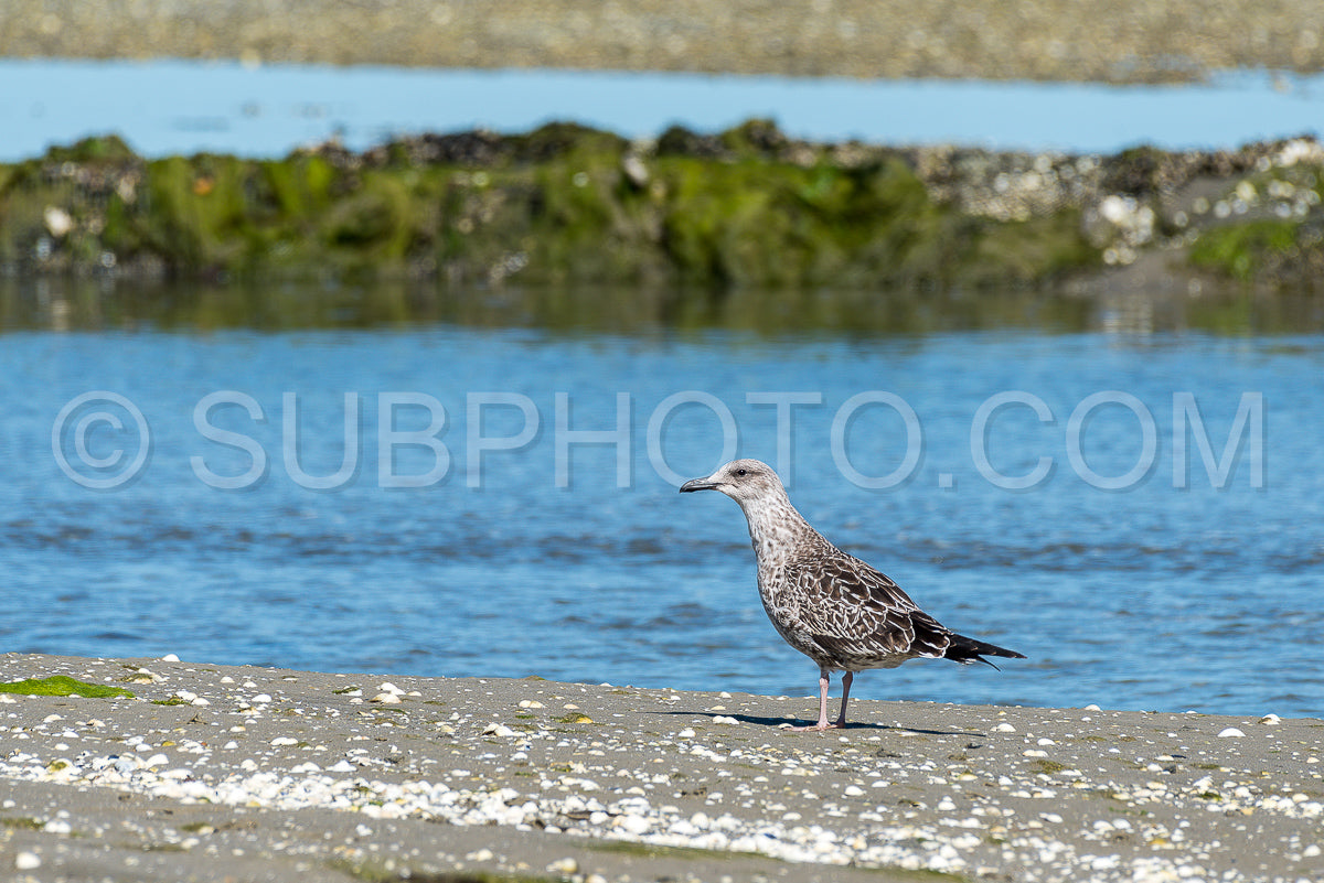 Photo de Mouette juvénile à la recherche de coquillages à marée basse