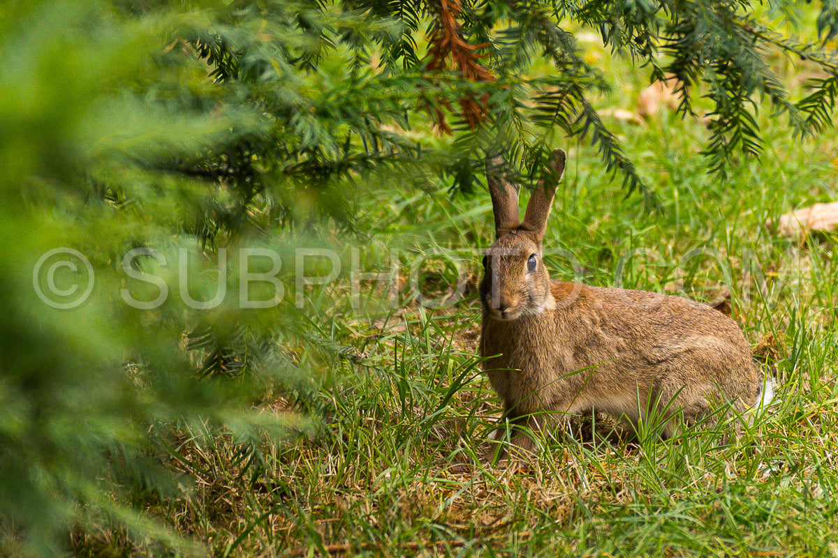 Photo de Lapin de garenne dans l'herbe
