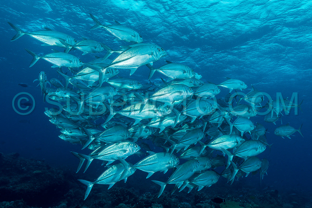 school of bigeye trevally jack fish