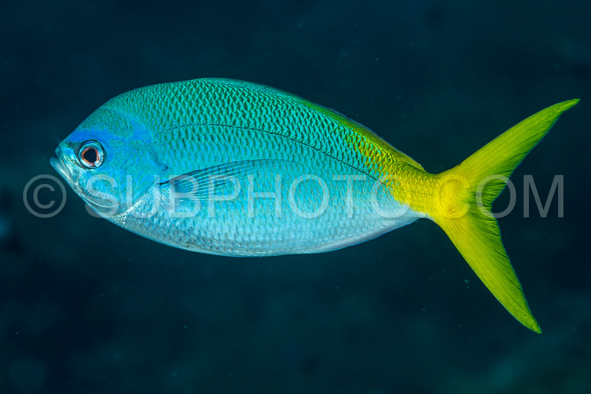 Photo de yellowtail fusilier