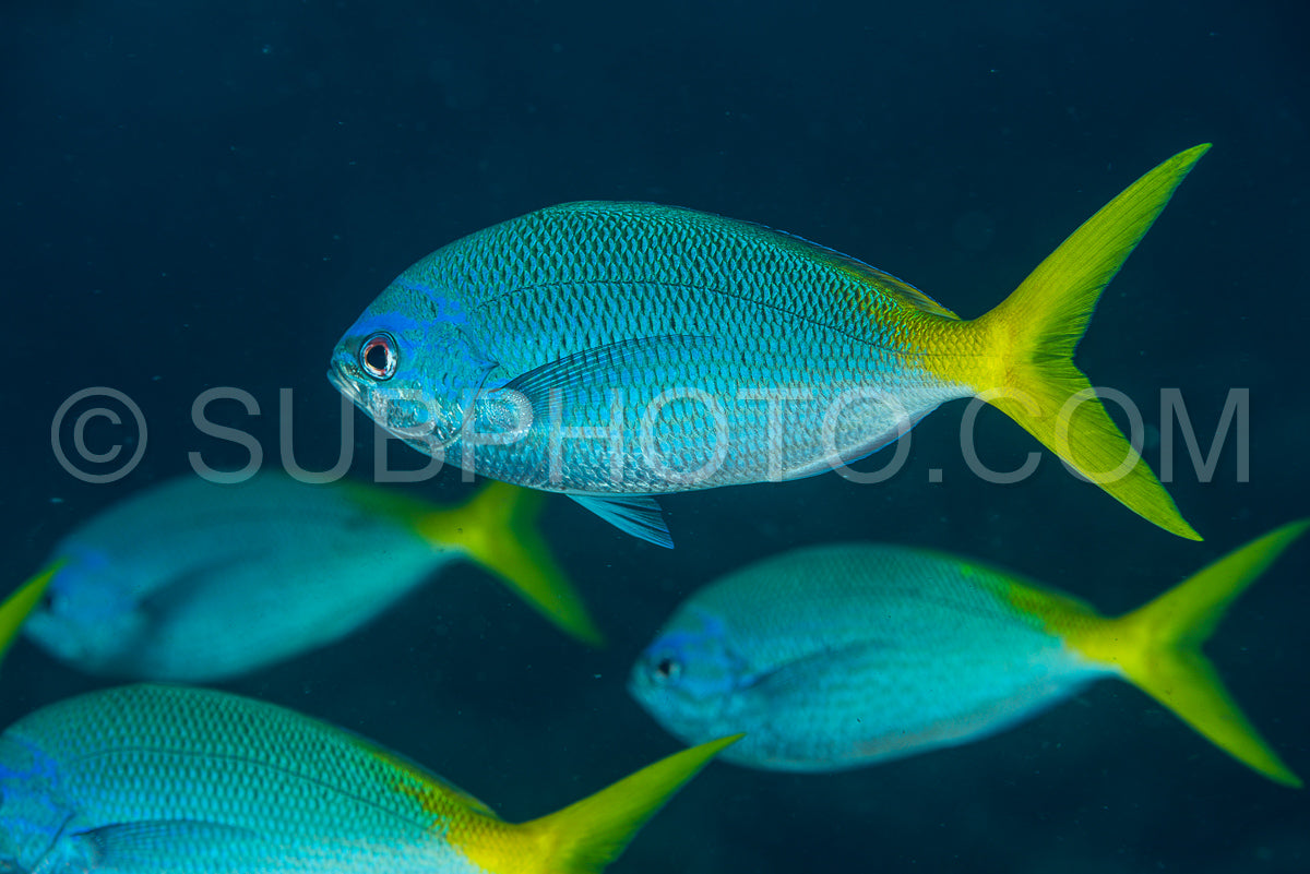 Photo de yellowtail fusilier