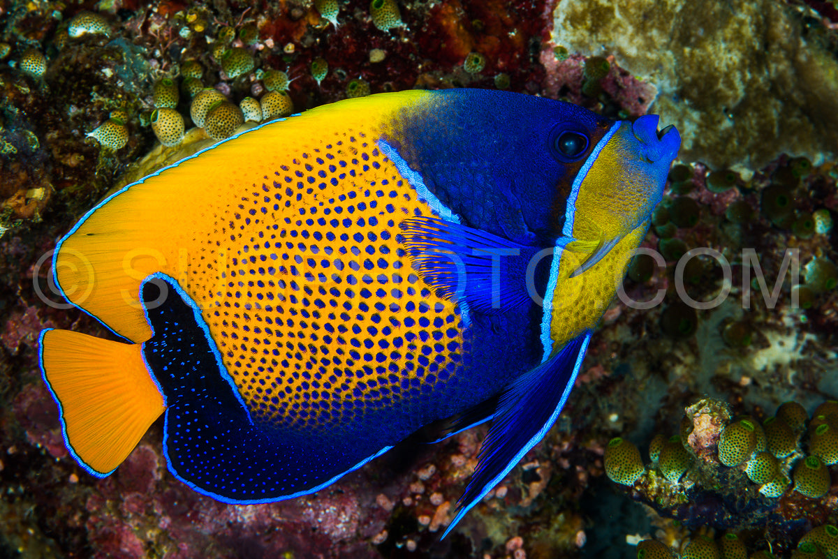 Photo de poisson-ange à ventre bleu