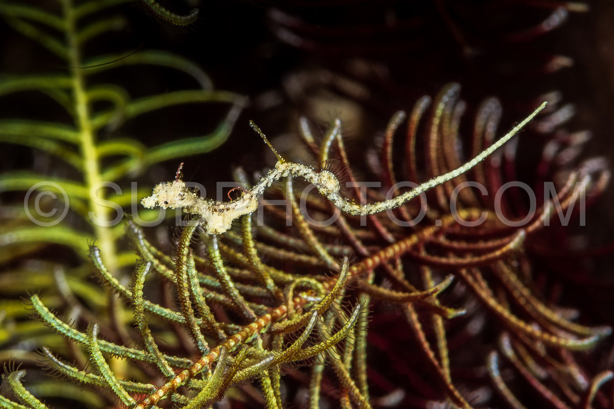 Photo de rumengan's pipehorse fish