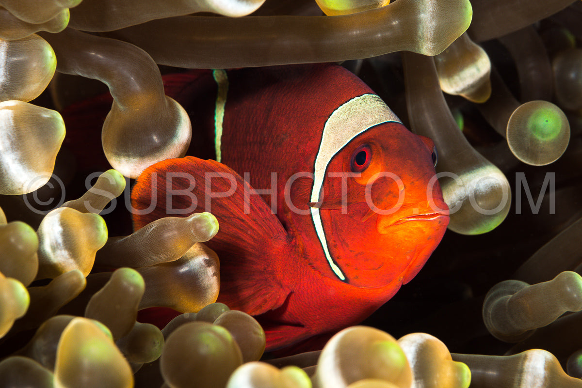 Photo de épinoche poisson anémone poisson