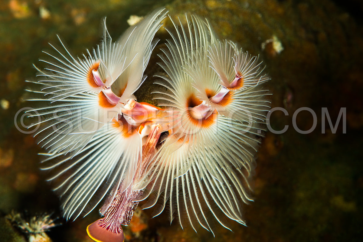 Spirobranchus giganteus- commonly known as Christmas tree worms- are tube-building polychaete worms belonging to the family Serpulidae
