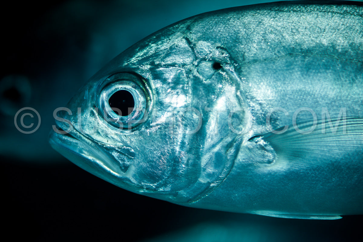 school of bigeye trevally jack fish