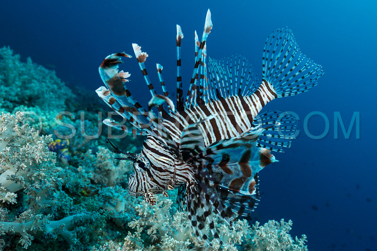 Photo de chasse au poisson-lion indien
